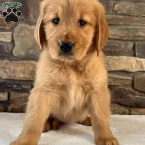 Oakley, Golden Retriever Puppy