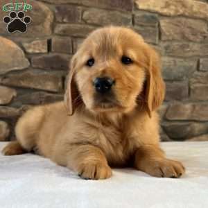 Oakley, Golden Retriever Puppy