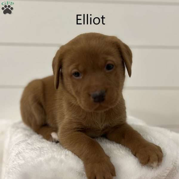 Elliot, Fox Red Labrador Retriever Puppy