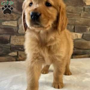 Oakley, Golden Retriever Puppy