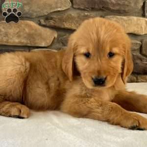 Oakley, Golden Retriever Puppy