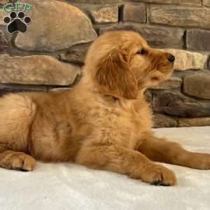 Oakley, Golden Retriever Puppy