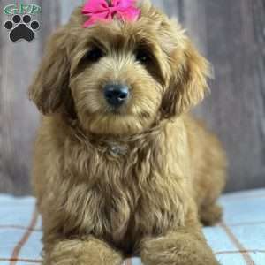 Daisy, Mini Goldendoodle Puppy