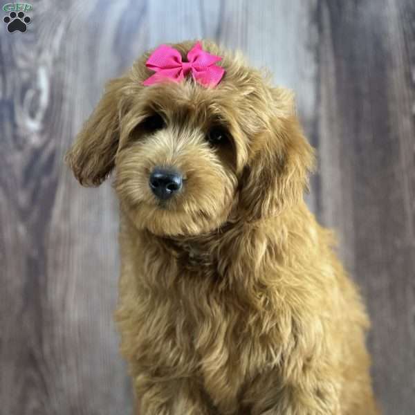 Daisy, Mini Goldendoodle Puppy