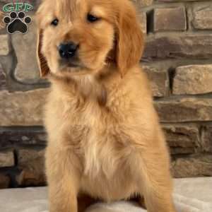 Oakley, Golden Retriever Puppy