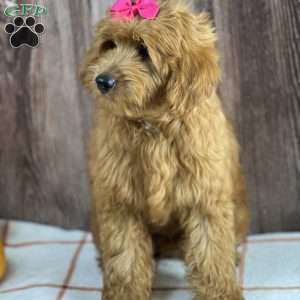 Daisy, Mini Goldendoodle Puppy