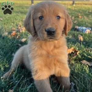 Skye, Golden Retriever Puppy