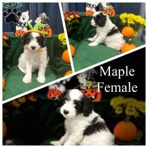 Maple, Miniature Poodle Mix Puppy