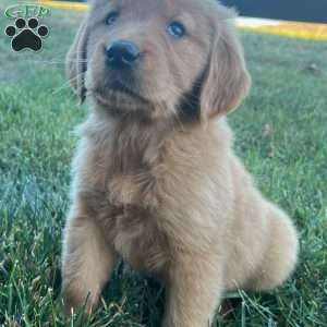 Skye, Golden Retriever Puppy