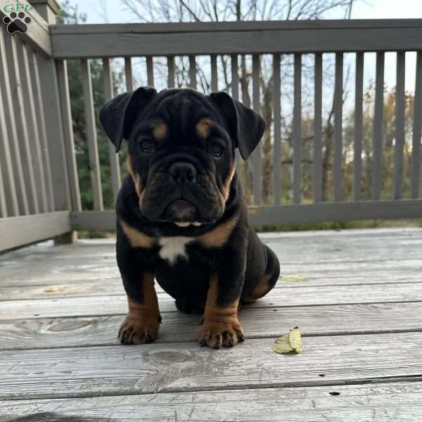 Louie, English Bulldog Puppy