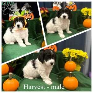 Harvest, Miniature Poodle Mix Puppy