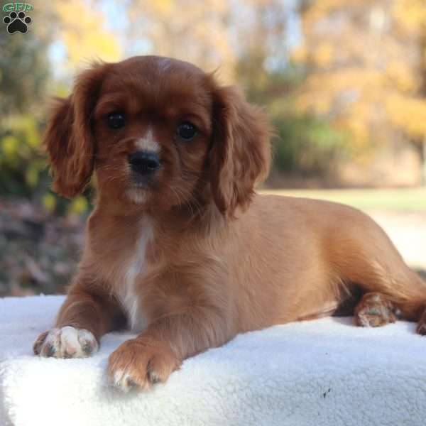 Kasper, Cavalier King Charles Spaniel Puppy