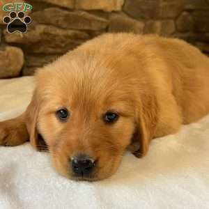 Pebbles, Golden Retriever Puppy