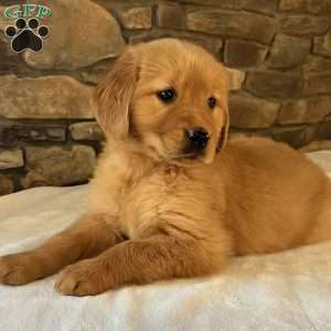 Pebbles, Golden Retriever Puppy