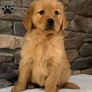 Pebbles, Golden Retriever Puppy