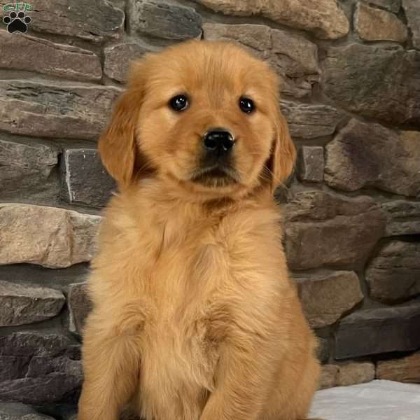 Pebbles, Golden Retriever Puppy