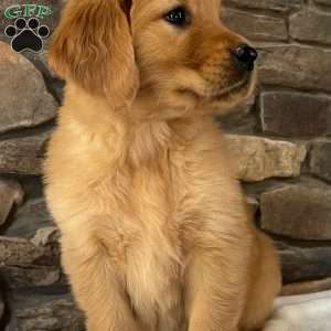 Pebbles, Golden Retriever Puppy