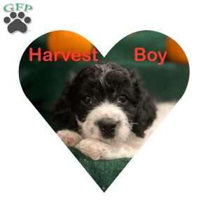 Harvest, Miniature Poodle Mix Puppy