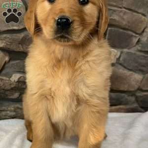 Pebbles, Golden Retriever Puppy