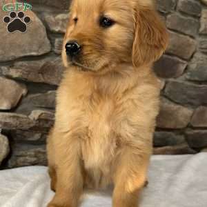 Pebbles, Golden Retriever Puppy