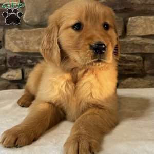 Pebbles, Golden Retriever Puppy