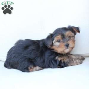 Ruby, Yorkie Puppy