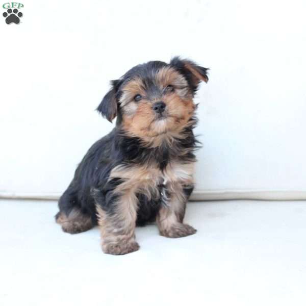 Ruby, Yorkie Puppy