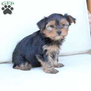 Ruby, Yorkie Puppy