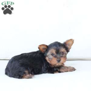 Izzy, Yorkie Puppy