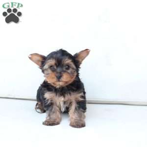 Izzy, Yorkie Puppy