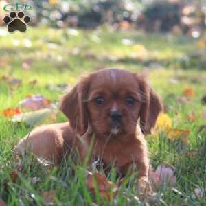 Kory, Cavalier King Charles Spaniel Puppy