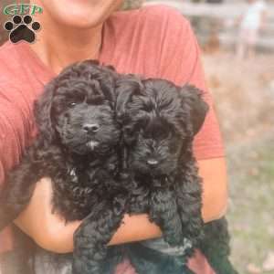 Cona, Mini Labradoodle Puppy