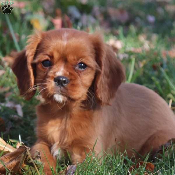 Kory, Cavalier King Charles Spaniel Puppy