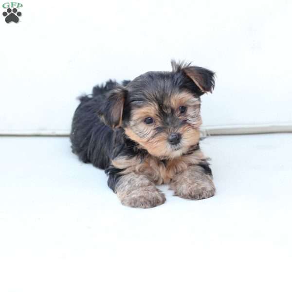 Annie, Yorkie Puppy