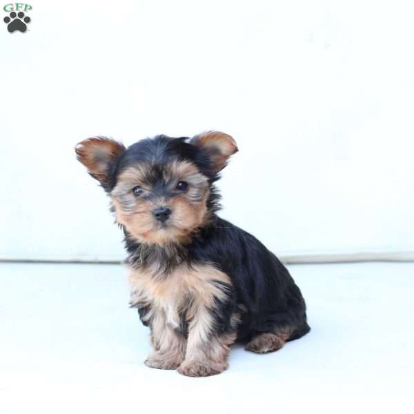 Honey, Yorkie Puppy