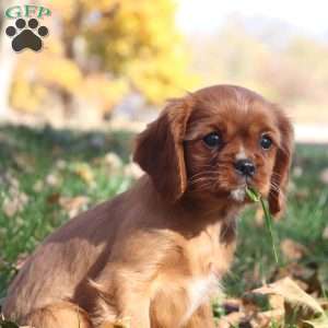 Kory, Cavalier King Charles Spaniel Puppy