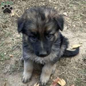 Sawyer, German Shepherd Puppy