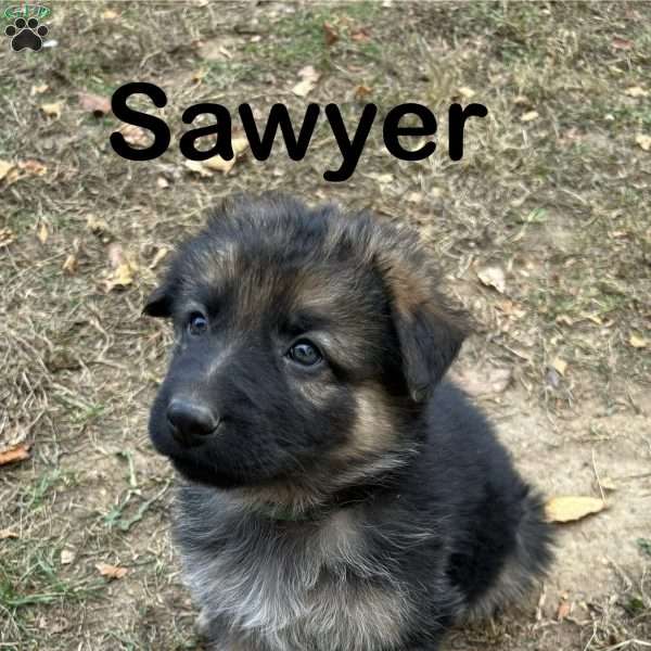 Sawyer, German Shepherd Puppy