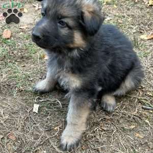 Scout, German Shepherd Puppy