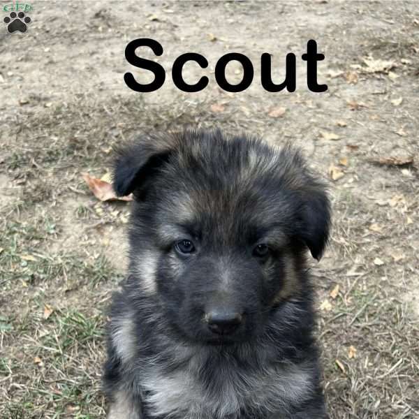 Scout, German Shepherd Puppy