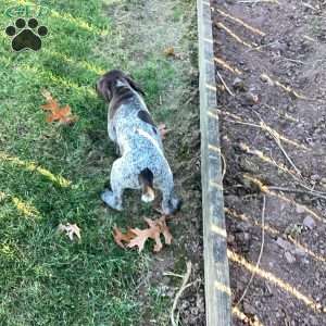 Kira, German Shorthaired Pointer Puppy