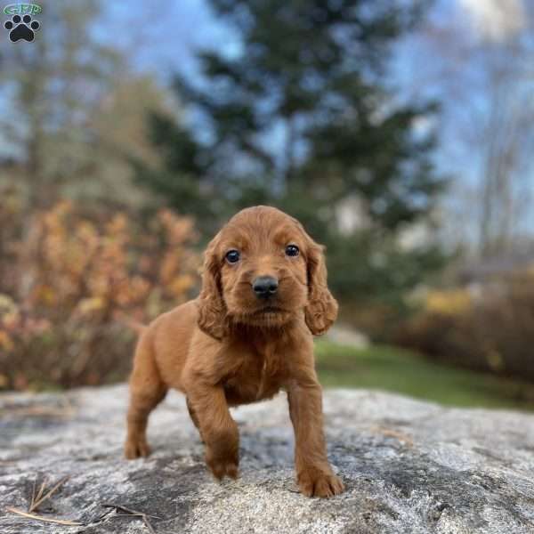 Boone, Irish Setter Puppy