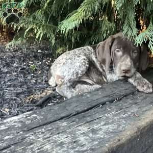 Kira, German Shorthaired Pointer Puppy