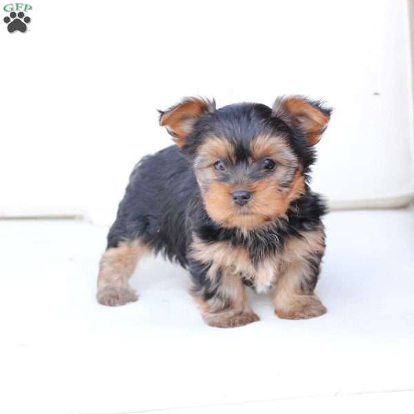 Oliver, Yorkie Puppy