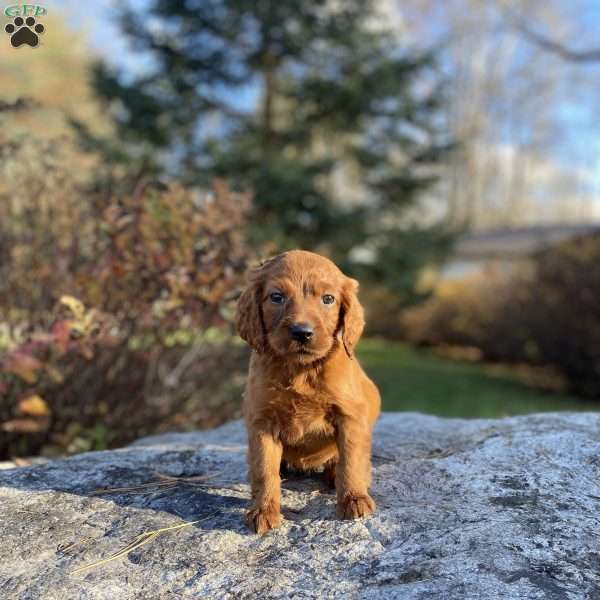 Shiloh, Irish Setter Puppy