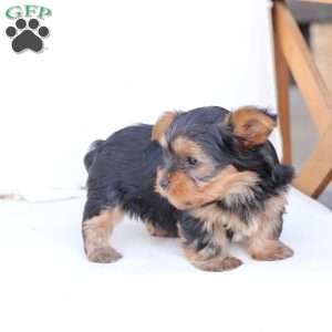 Oliver, Yorkie Puppy