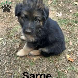 Sarge, German Shepherd Puppy