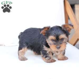 Oliver, Yorkie Puppy