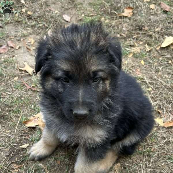 Sarge, German Shepherd Puppy