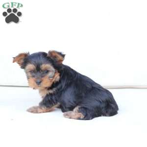 Oliver, Yorkie Puppy